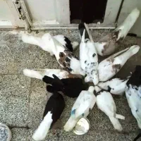 کبوتر حراج واقعی