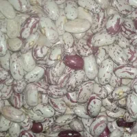 لوبیا چیتی