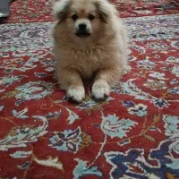 سگ پامر واگذاری سگ