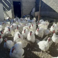 بوقلمون گوشتی