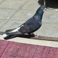 نر دمگیر سیمونی مخملی سیالو
