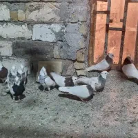 طوقی ۷رنگ|پرنده|شال, |دیوار