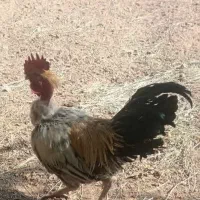 خروس خانگی|حیوانات مزرعه|میبد, |دیوار