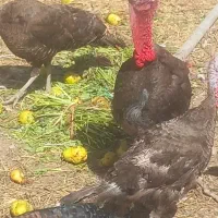 بوقلمون غاز اردک خروس مرغ بز