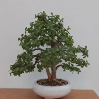 بونسای