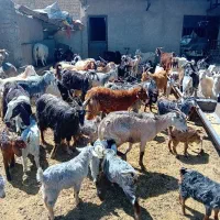 میش ،بره،بز،گوساله،گوسفند