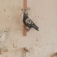 آلمانی کفتربوم