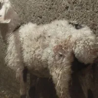 دوتا بره ماده زیریکسال دونه بیست