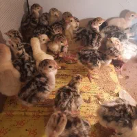 جوجه بوقلمون ۲ روزه پیش فروش