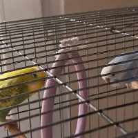 یک جفت مرغ عشق اسپانگل خوشگل وشیطون