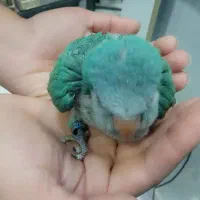 طوطی راهب کوتوله عروس هلندی مرغ عشق