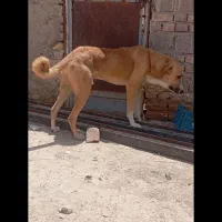 حیوان نگهبان