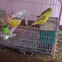 مرغ عشق با قفس|پرنده|گرگان, |دیوار