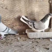 فروش یک جفت خوشرنگ سبز|پرنده|مبارکه, |دیوار