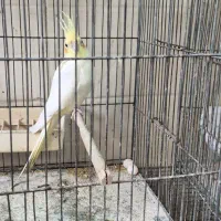 عروس هلندی لوتینو ماده
