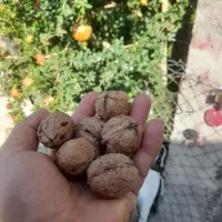 بادام زمینی پسته انرژی زا هرچه خواستین