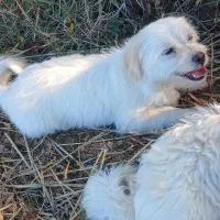 فروشی یک عدد حیوان خانگی|سگ|یامچی, |دیوار