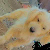 سگ پاکوتا|سگ|مشهد, قائم|دیوار