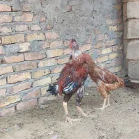 مرغ و خروس لاری|حیوانات مزرعه|تربت جام, جامرود|دیوار