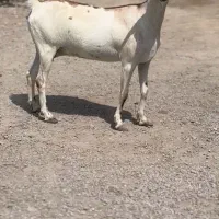 حامله و کوچک|حیوانات مزرعه|سمنان, |دیوار