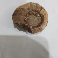 سنگ|کلکسیون اشیاء عتیقه|مینودشت, |دیوار