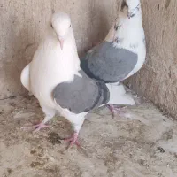 کفتر یا کبوتر|پرنده|قرچک, شهرک گلها|دیوار