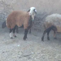 س دوعدد کاهور خوشکل