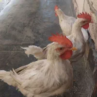 خروس