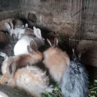 خرگوش نر وماده