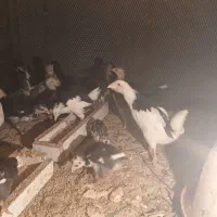 جوجه ۱ماه