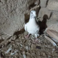 کفتر|پرنده|سبزوار, قصبه شرقی|دیوار