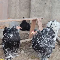 تخم مرغ برهما بلک متلند امپراطور|حیوانات مزرعه|آق قلا, |دیوار