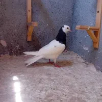 جوجه طوقی