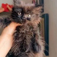 گربه|گربه|ساری, |دیوار
