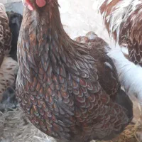 جوجه ویاندوت(مرغ و خروس ندارم)