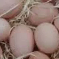 تخم مرغ محلی