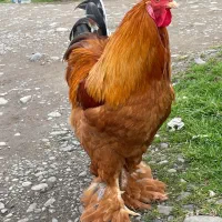مرغ و خروس برهما
