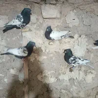 کفتر پلاکی و بهبهانی.وشهری|پرنده|ارسنجان, |دیوار