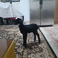 بره ماده ۲۰ روزه سالم