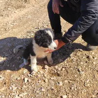 سگ قدرجونی سگ|سگ|رونیز, |دیوار