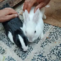 ۲ عدد خرگوش