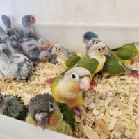 جوجه سرلاکی شاه طوطی،گرینچیک،خورشیدی،راهب با جنسیت