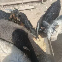 بیگ نر فروشی|حیوانات مزرعه|لالی, |دیوار