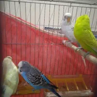 مرغ عشق|پرنده|مرودشت, مجد آباد|دیوار