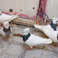 کبوتر طوقی ونامه بر|پرنده|کرمانشاه, |دیوار