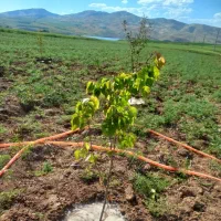زمین مرغوب ومسطح برای خانه باغی
