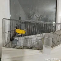 سره اهوازی|پرنده|پاکدشت, شهرک امام رضا|دیوار