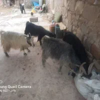 فروش گوسفند|حیوانات مزرعه|چاروسا, |دیوار