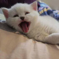 بچه گربه اشرافی|گربه|تهران, اکباتان|دیوار