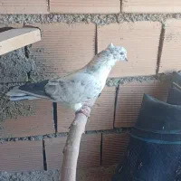 کبوتر تهرانی